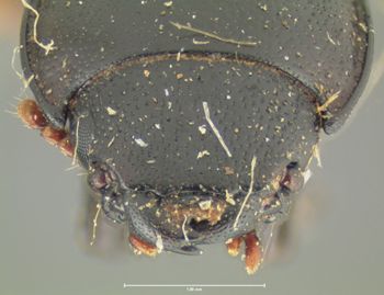 Media type: image;   Entomology 24480 Aspect: head dorsal view